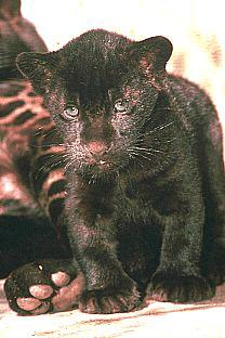 Blackpanther - 77.jpg